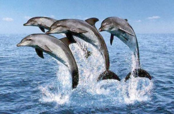 Mare Nostrum sărbătoreşte Ziua Delfinului 2012